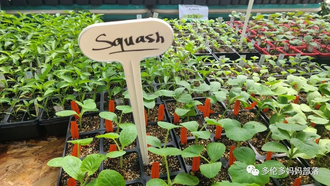 “菜根花大宝贝”探店19街农场菜园子：菜苗又绿又便宜，粪土又肥又多样！