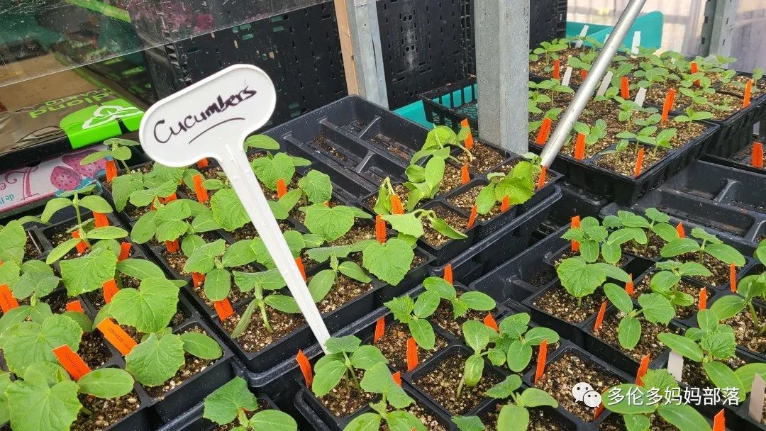 “菜根花大宝贝”探店19街农场菜园子：菜苗又绿又便宜，粪土又肥又多样！