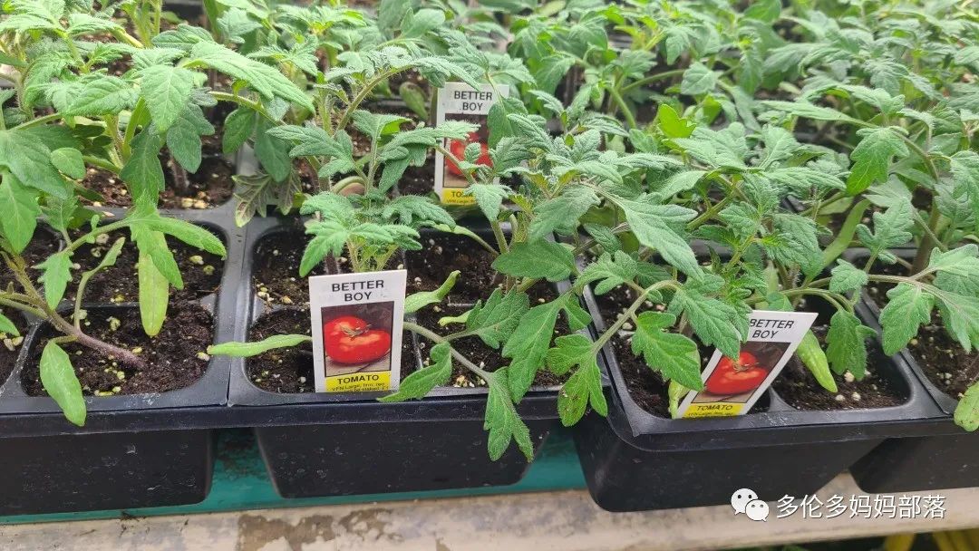 “菜根花大宝贝”探店19街农场菜园子：菜苗又绿又便宜，粪土又肥又多样！