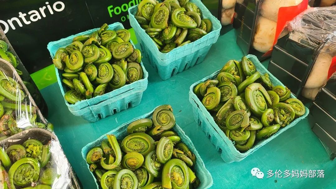 “菜根花大宝贝”探店19街农场菜园子：菜苗又绿又便宜，粪土又肥又多样！