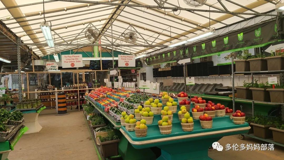 “菜根花大宝贝”探店19街农场菜园子：菜苗又绿又便宜，粪土又肥又多样！