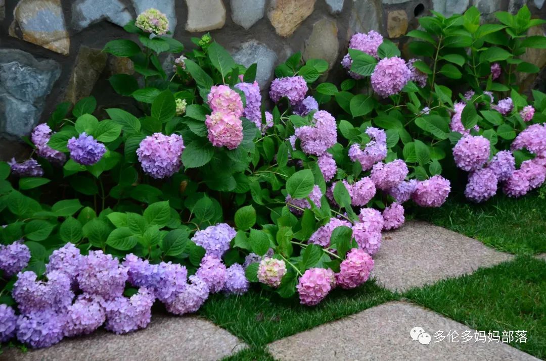 在四季只有冬夏冬冬的土狼屯：种植绣球如何选品？如何养护？（内附大型炫富）