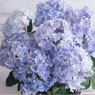 在四季只有冬夏冬冬的土狼屯：种植绣球如何选品？如何养护？（内附大型炫富）