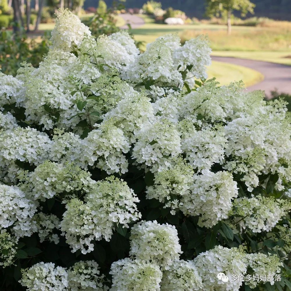 在四季只有冬夏冬冬的土狼屯：种植绣球如何选品？如何养护？（内附大型炫富）