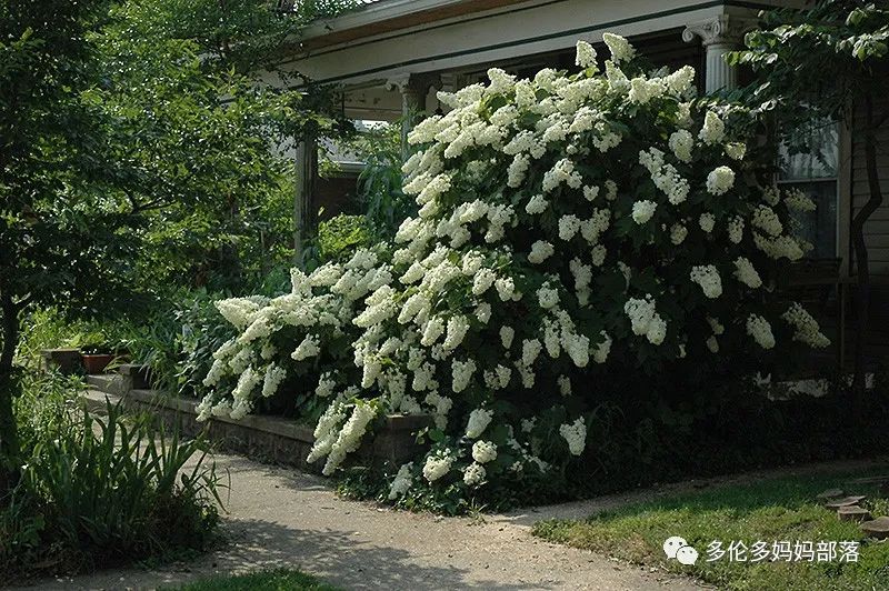 在四季只有冬夏冬冬的土狼屯：种植绣球如何选品？如何养护？（内附大型炫富）