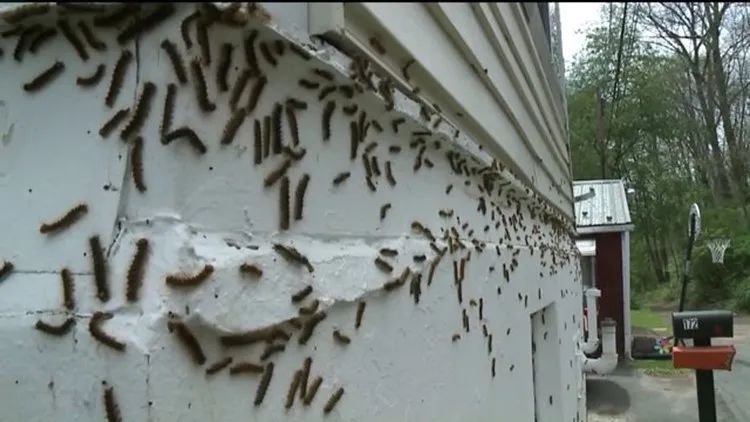 安省黑毛毛虫大爆发，手把手教你怎么搞死它！（有虫图，不适，慎点）