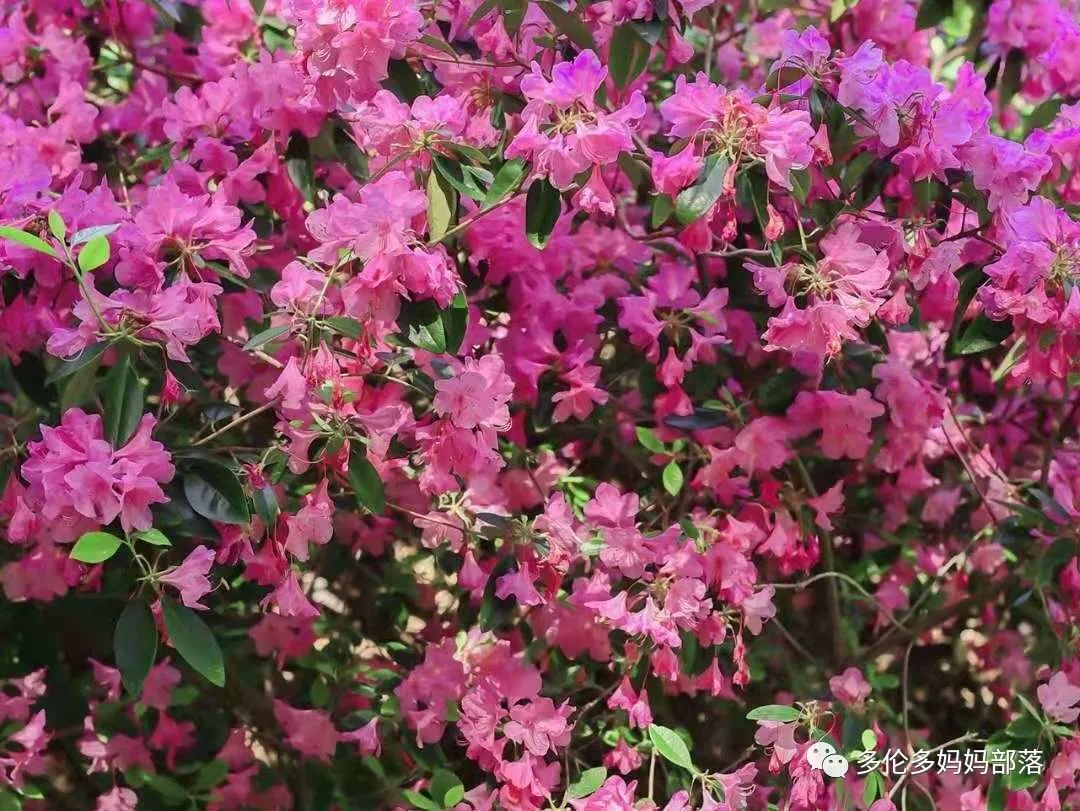 浓颜系美貌！快去多伦多这个杜鹃园赏花，绝绝子！