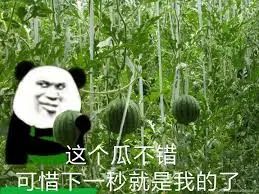 “这瓜保熟吗？” 夏天挑西瓜只是敲，没用的！不翻车挑瓜大法
