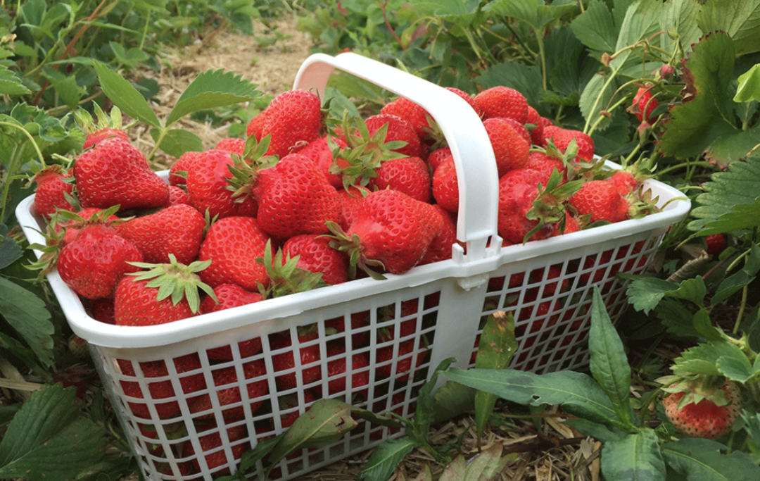 草莓红了！抢先踩点实拍！多伦多周边摘草莓农场盘点
