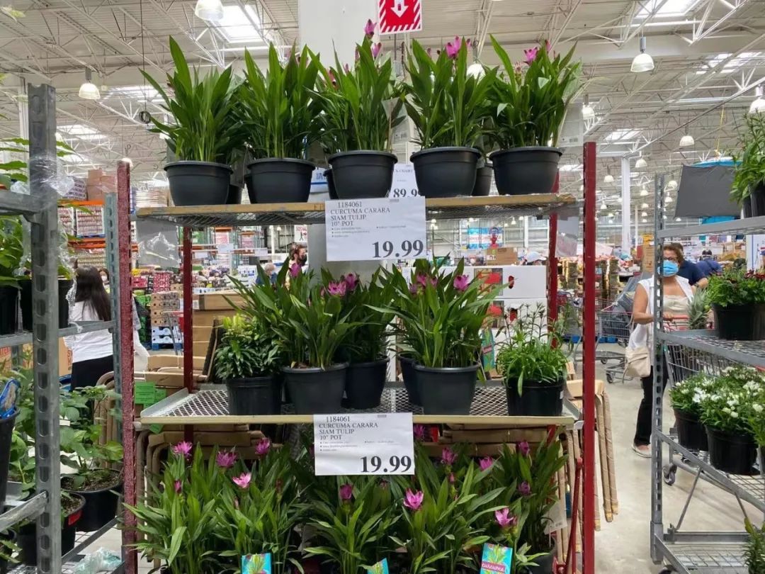Costco门店实拍：想去读诗和看远方，奈何家里没有余粮