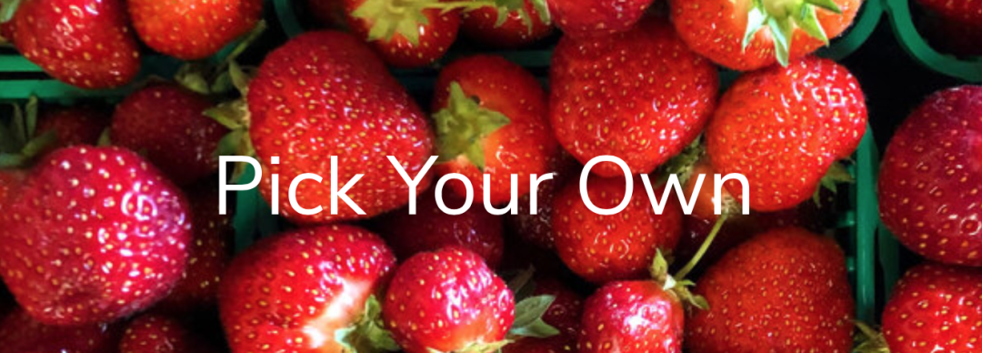 草莓红了！抢先踩点实拍！多伦多周边摘草莓农场盘点