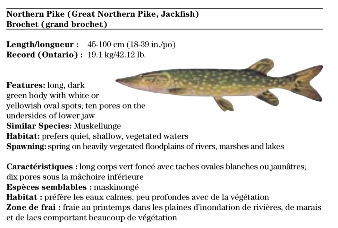父亲节钓鱼免鱼牌!2021安省钓鱼全攻略,码住收藏! 父亲节钓鱼免鱼牌!2021安省钓鱼全攻略,码住收藏!