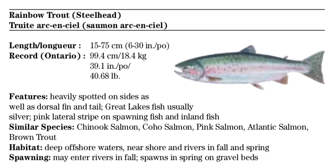 父亲节钓鱼免鱼牌!2021安省钓鱼全攻略,码住收藏! 父亲节钓鱼免鱼牌!2021安省钓鱼全攻略,码住收藏!