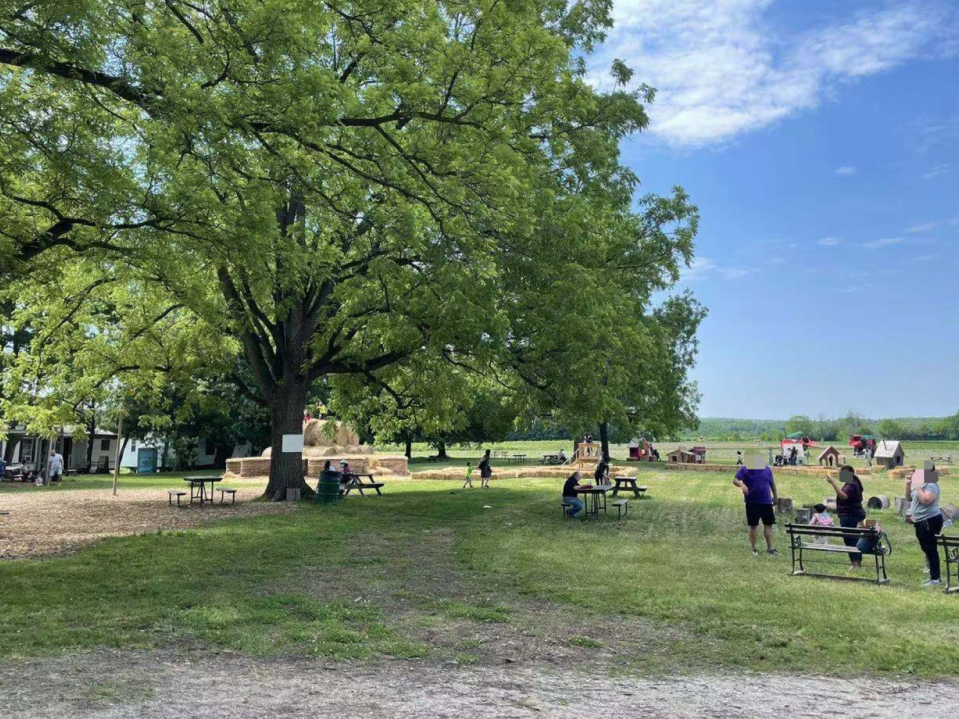 草莓红了！抢先踩点实拍！多伦多周边摘草莓农场盘点
