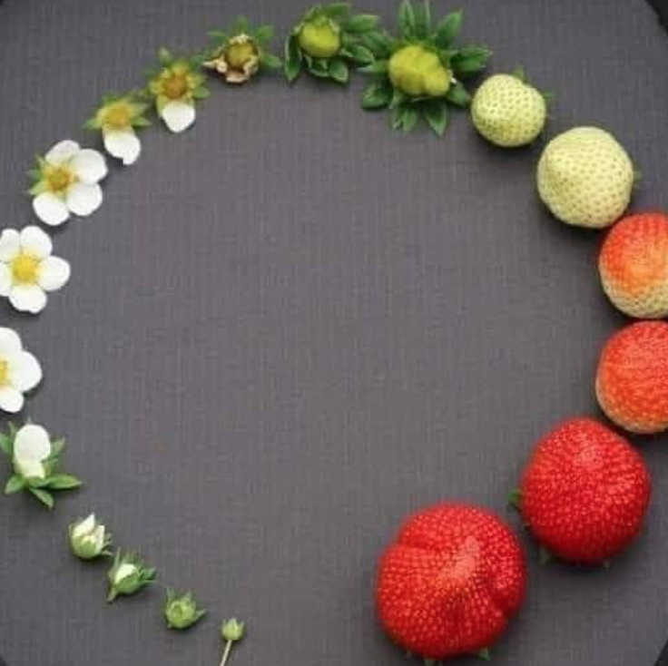 草莓红了！抢先踩点实拍！多伦多周边摘草莓农场盘点