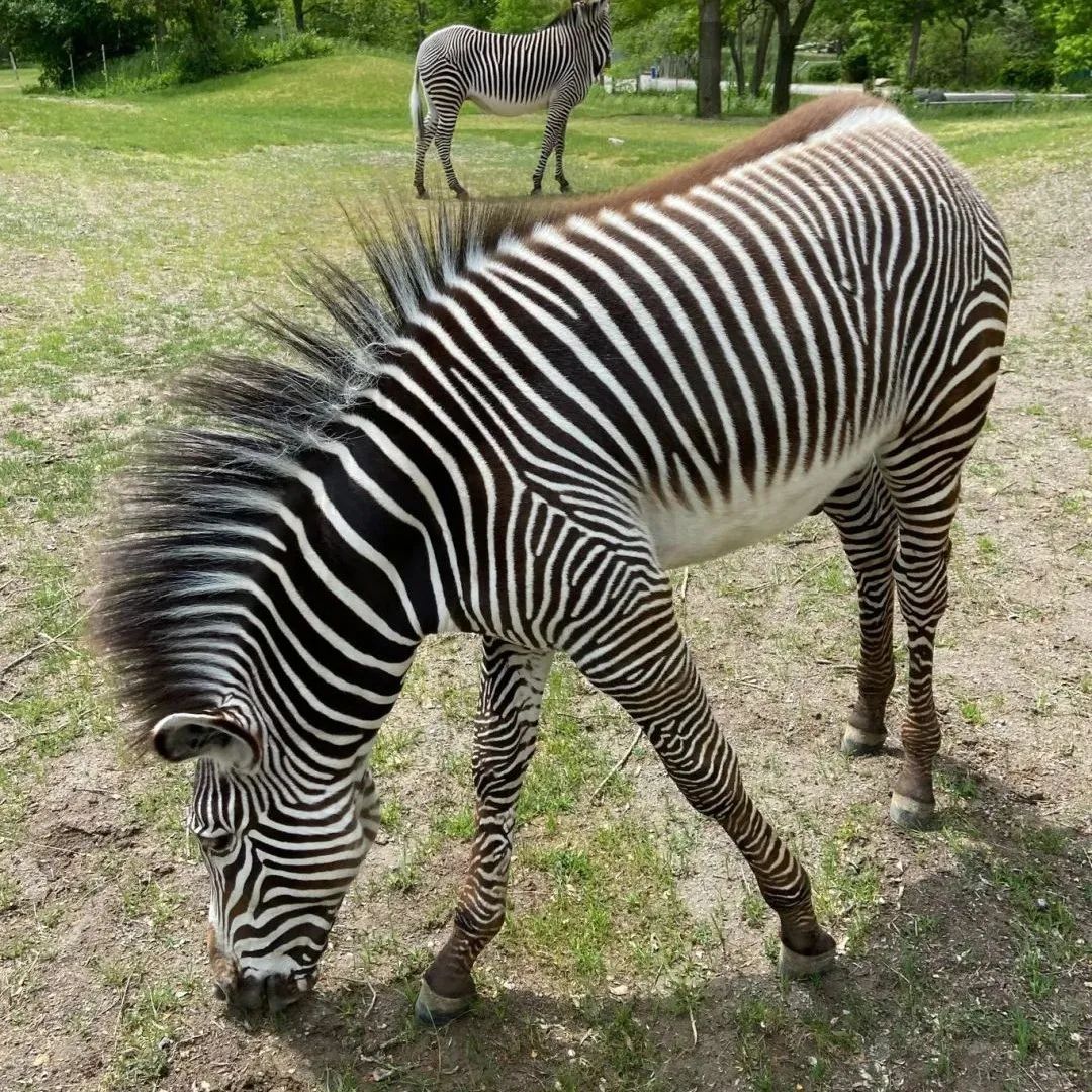 草莓红了！抢先踩点实拍！多伦多周边摘草莓农场盘点