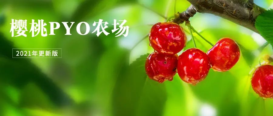 蹲着摘草莓,挂着摘樱桃!多伦多那些适合去打卡的摘摘乐果园 蹲着摘草莓,挂着摘樱桃!多伦多那些适合去打卡的摘摘乐果园