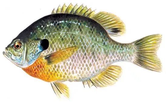 父亲节钓鱼免鱼牌!2021安省钓鱼全攻略,码住收藏! 父亲节钓鱼免鱼牌!2021安省钓鱼全攻略,码住收藏!