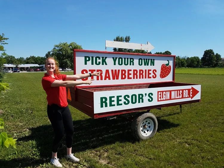 草莓红了！抢先踩点实拍！多伦多周边摘草莓农场盘点