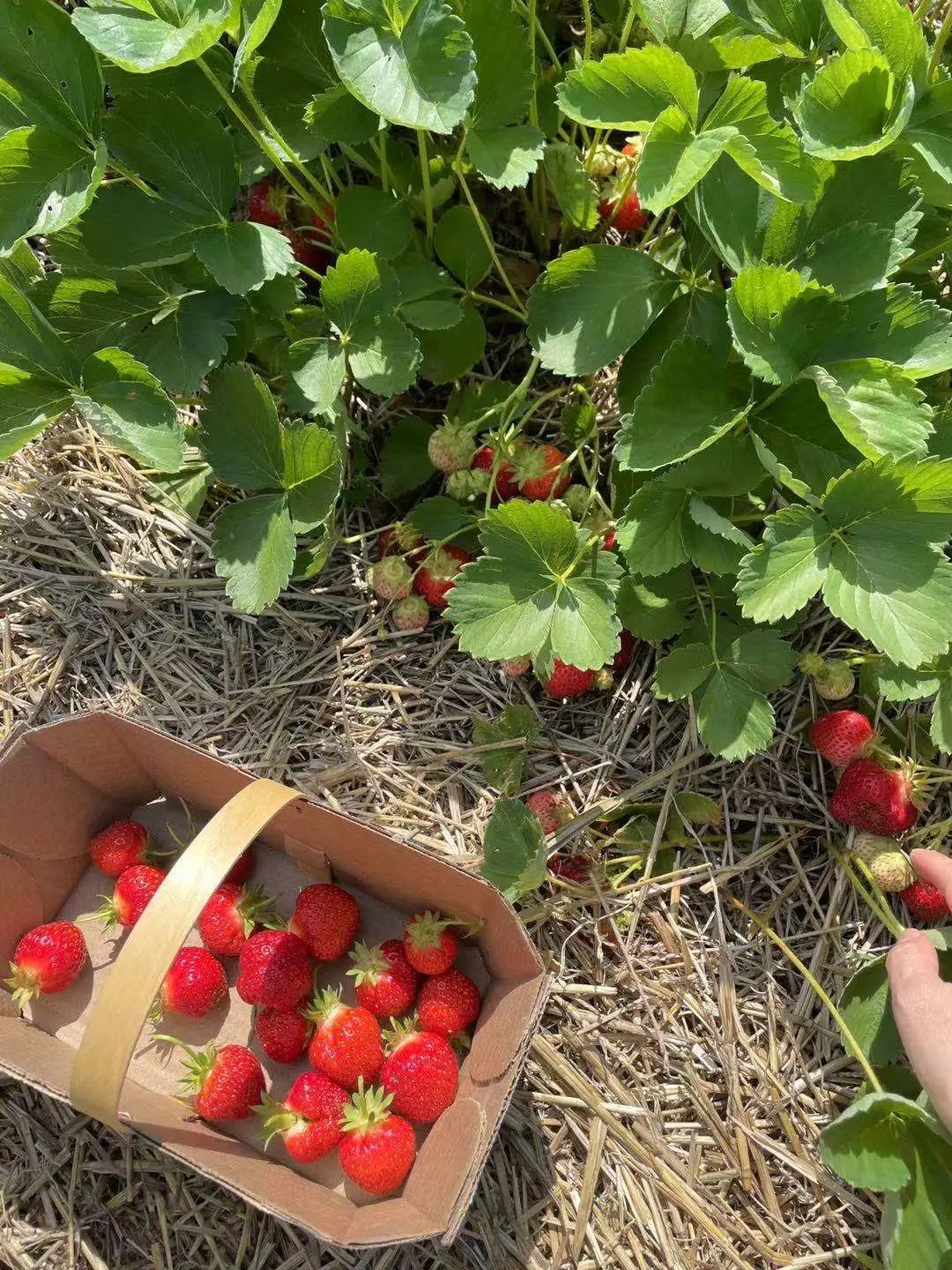 蹲着摘草莓，挂着摘樱桃！多伦多那些适合去打卡的摘摘乐果园