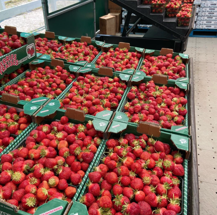 草莓红了！抢先踩点实拍！多伦多周边摘草莓农场盘点