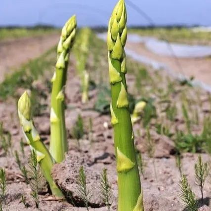 草莓红了！抢先踩点实拍！多伦多周边摘草莓农场盘点