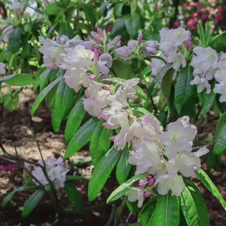 草莓红了！抢先踩点实拍！多伦多周边摘草莓农场盘点