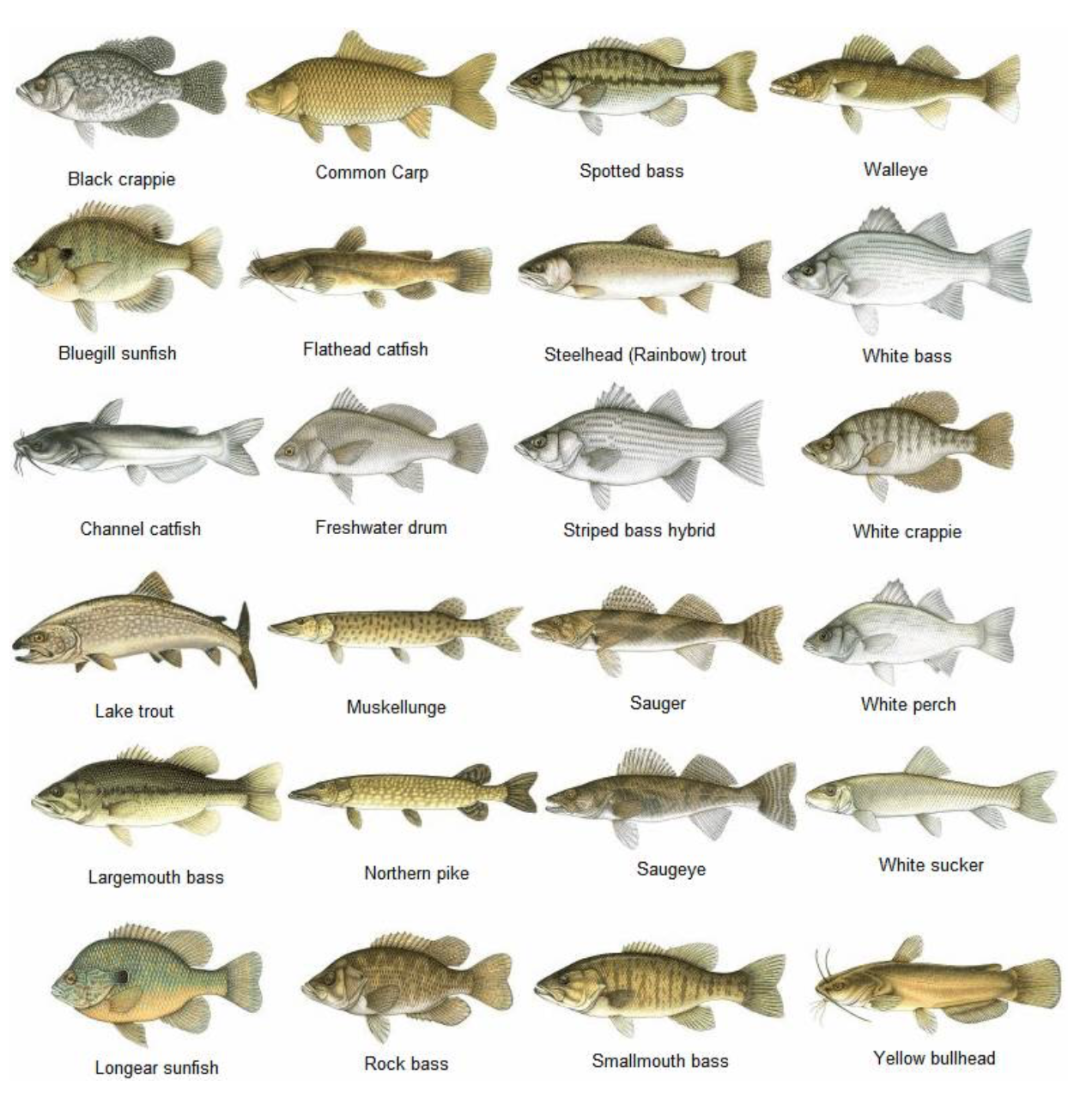 父亲节钓鱼免鱼牌!2021安省钓鱼全攻略,码住收藏! 父亲节钓鱼免鱼牌!2021安省钓鱼全攻略,码住收藏!