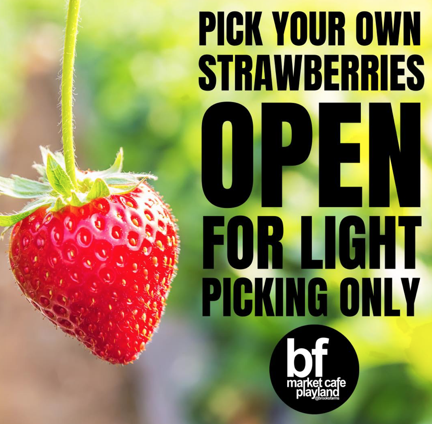 草莓红了！抢先踩点实拍！多伦多周边摘草莓农场盘点