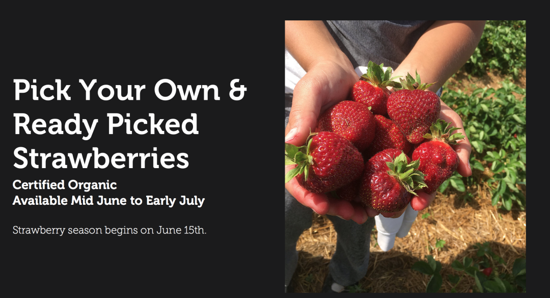 草莓红了！抢先踩点实拍！多伦多周边摘草莓农场盘点