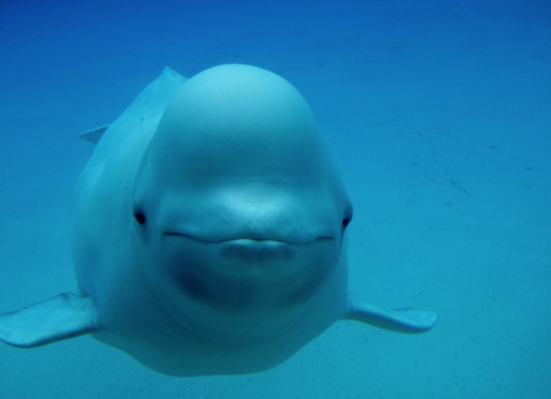 Marineland海洋乐园开啦！最新游园攻略了解一下