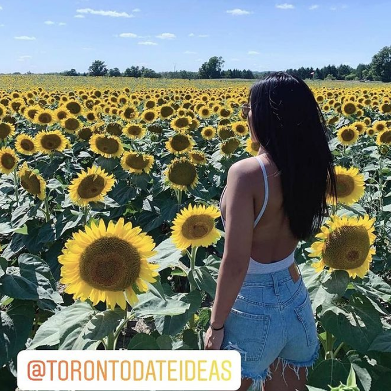 多伦多周边最美向日葵花海盘点：花期将近！打卡攻略码住收藏！