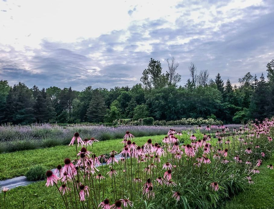 多伦多周边最美向日葵花海盘点：花期将近！打卡攻略码住收藏！