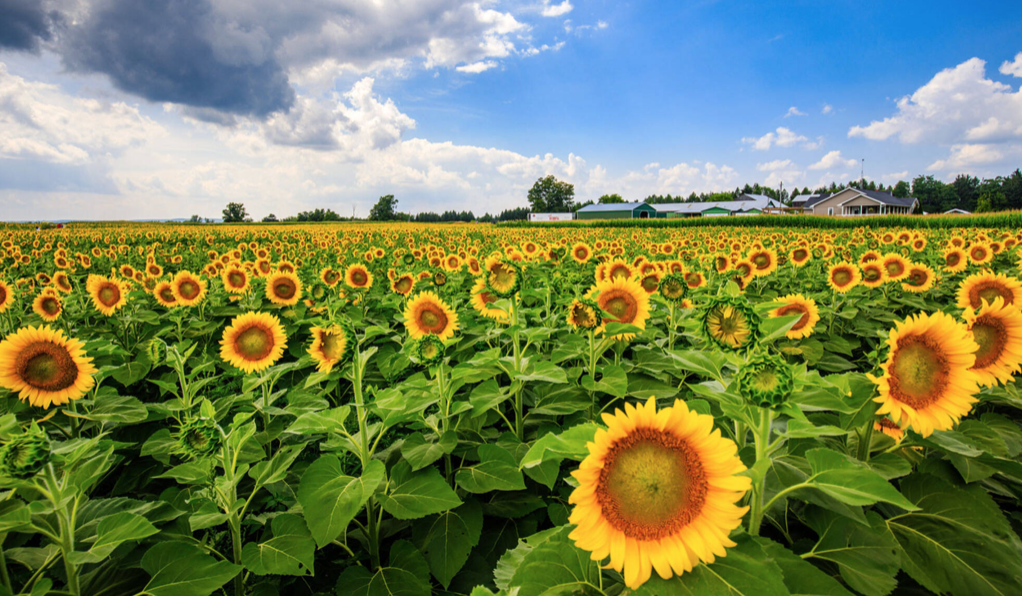 多伦多周边最美向日葵花海盘点：花期将近！打卡攻略码住收藏！