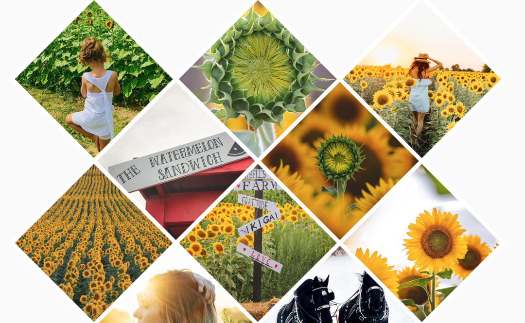 多伦多周边最美向日葵花海盘点：花期将近！打卡攻略码住收藏！