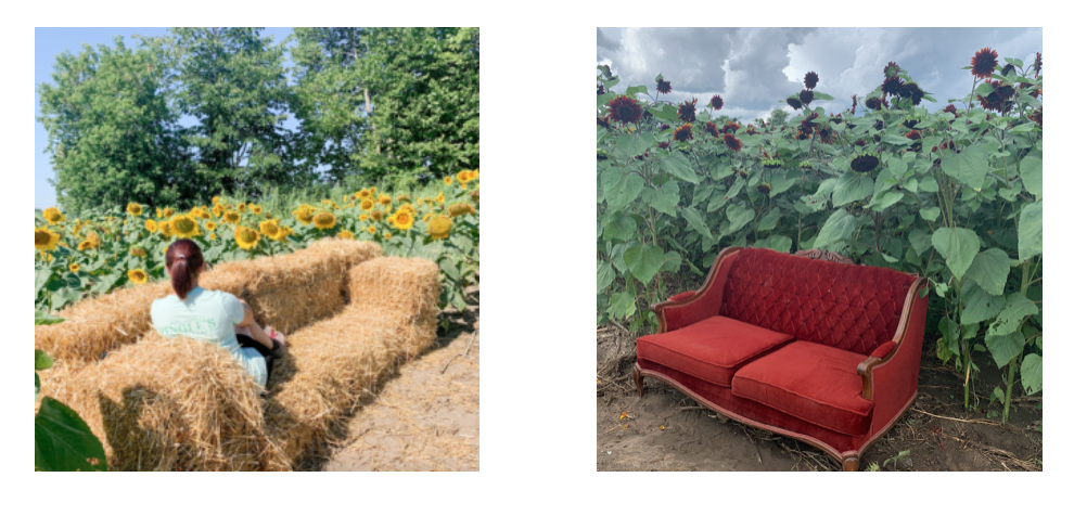 多伦多周边最美向日葵花海盘点：花期将近！打卡攻略码住收藏！