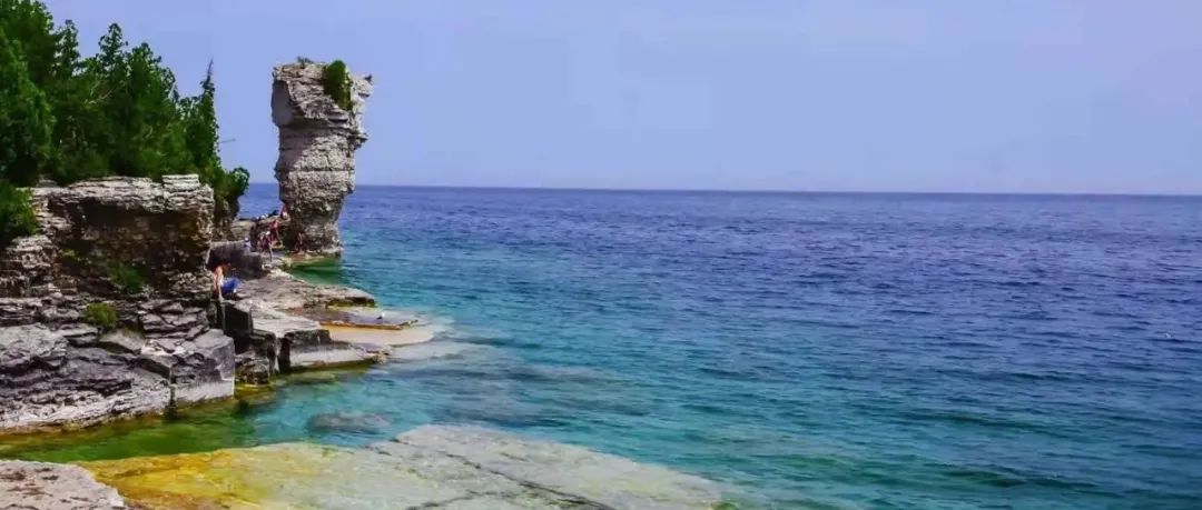 多伦多周边最美向日葵花海盘点：花期将近！打卡攻略码住收藏！