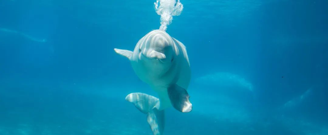 Marineland海洋乐园开啦！最新游园攻略了解一下