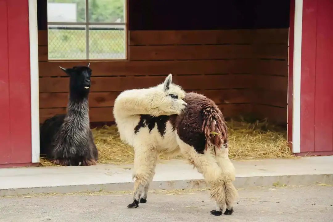 打卡The Big Apple：一个集中了游乐园动物园苹果园的非著名网红景点