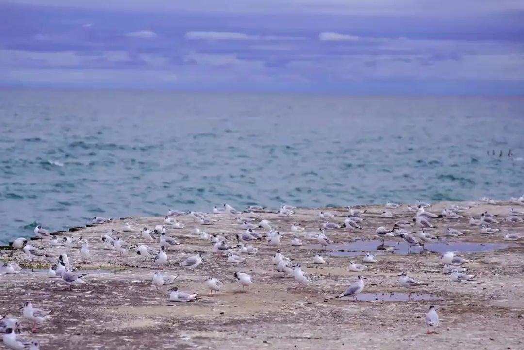 打卡Cobourg小镇：防疫超硬核！吃到了忍不住给小费的冰淇淋