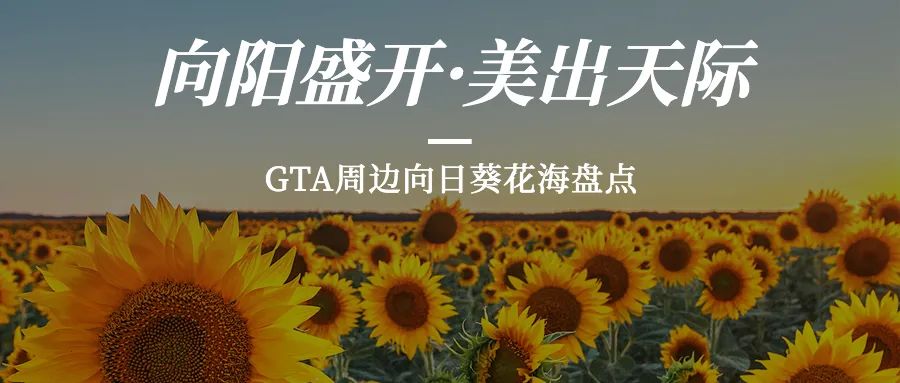 多伦多周边最美向日葵花海盘点：花期将近！打卡攻略码住收藏！