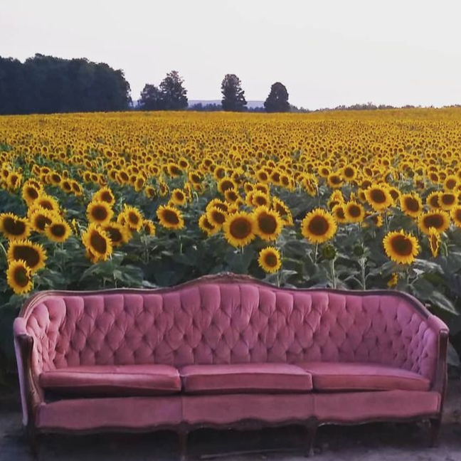 多伦多周边最美向日葵花海盘点：花期将近！打卡攻略码住收藏！