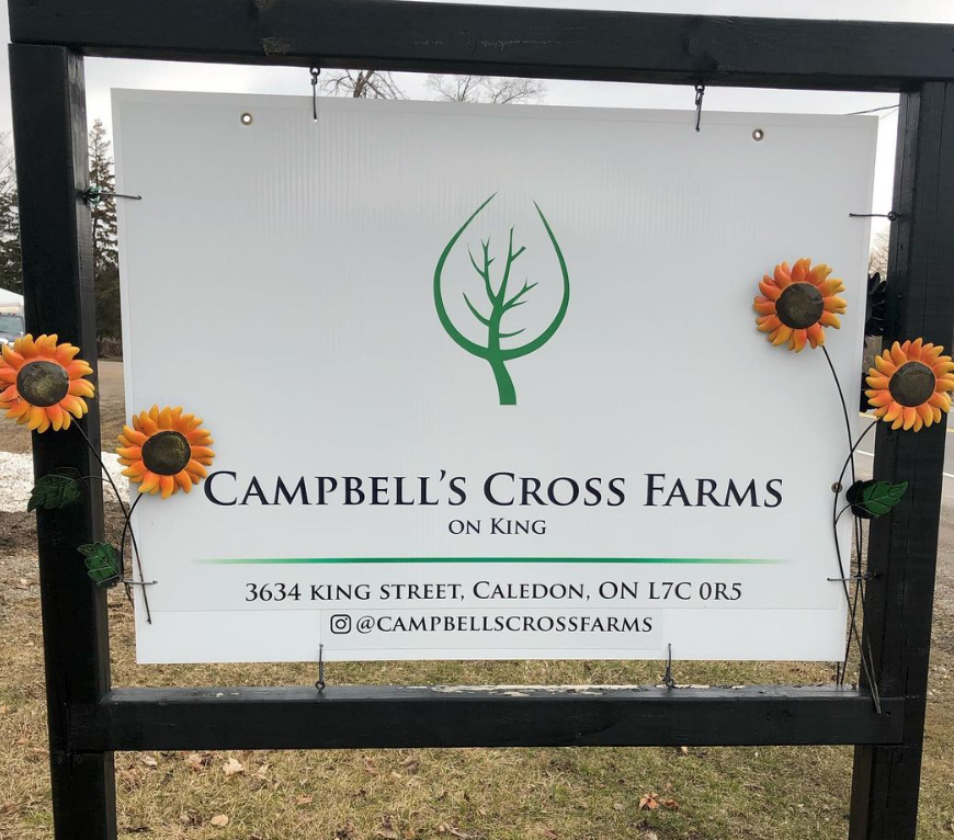 多伦多周边最美向日葵花海盘点：花期将近！打卡攻略码住收藏！