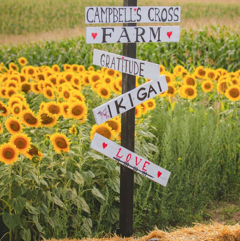 多伦多周边最美向日葵花海盘点：花期将近！打卡攻略码住收藏！