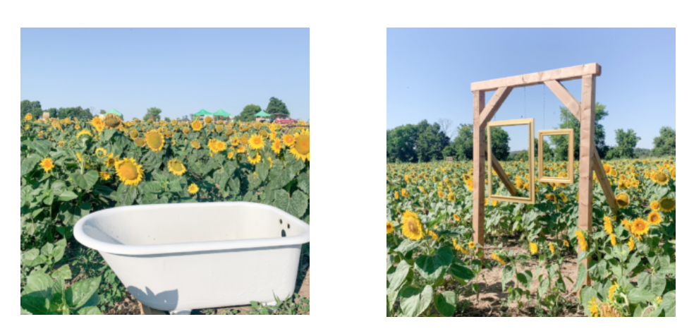 多伦多周边最美向日葵花海盘点：花期将近！打卡攻略码住收藏！