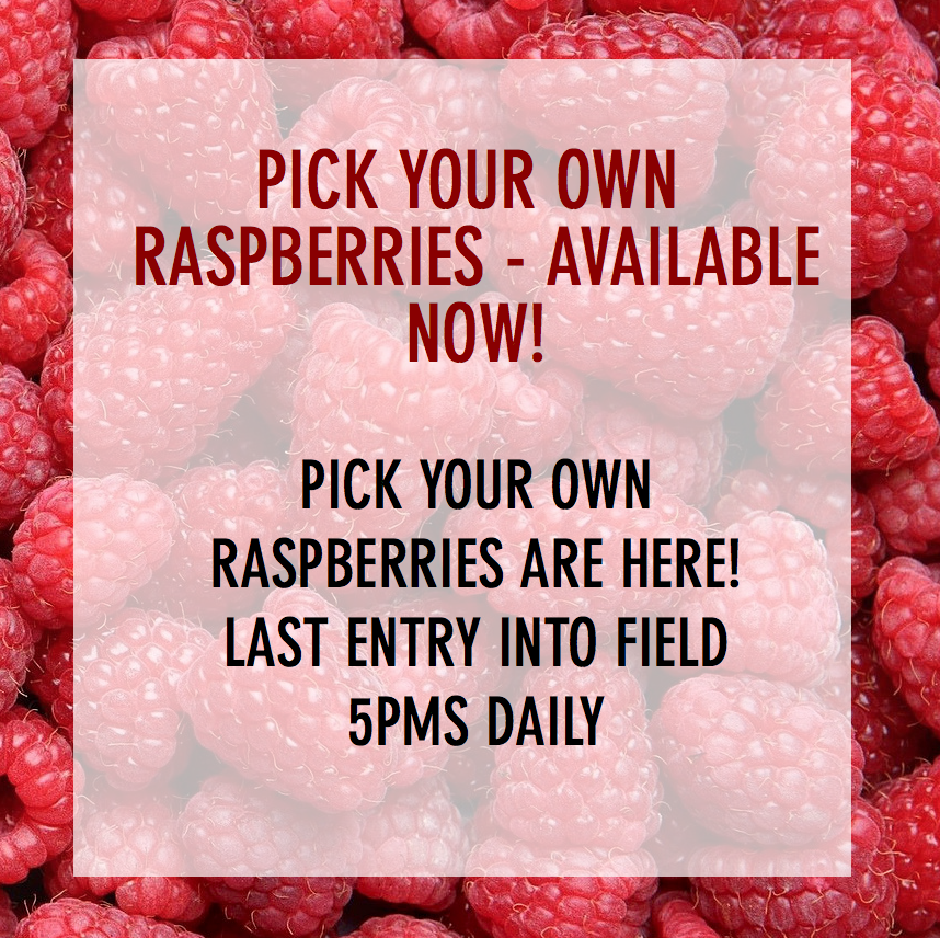 多伦多周边最美向日葵花海盘点：花期将近！打卡攻略码住收藏！