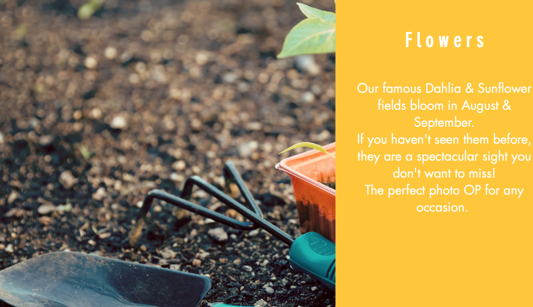 多伦多周边最美向日葵花海盘点：花期将近！打卡攻略码住收藏！