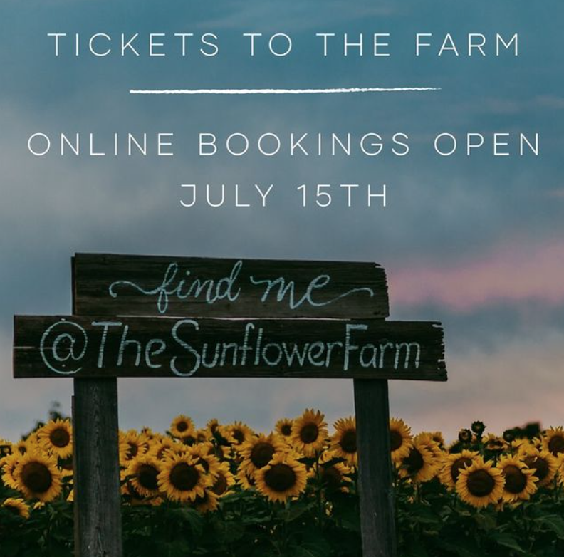 多伦多周边最美向日葵花海盘点：花期将近！打卡攻略码住收藏！