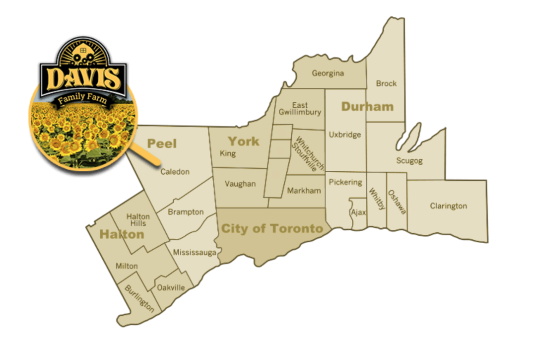 多伦多周边最美向日葵花海盘点：花期将近！打卡攻略码住收藏！