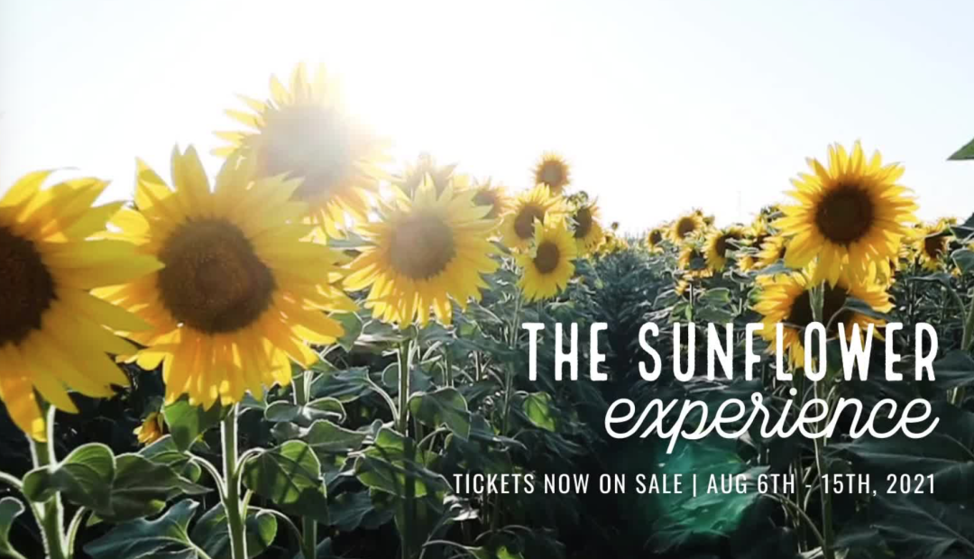 多伦多周边最美向日葵花海盘点：花期将近！打卡攻略码住收藏！